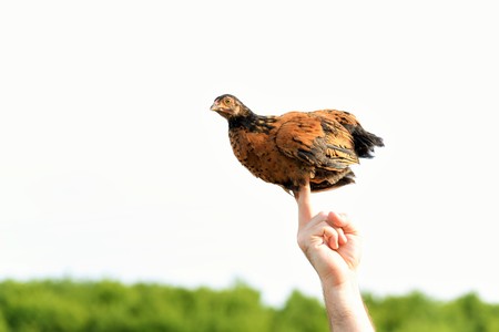 A chicken doing acrobatics on two fingersの写真素材