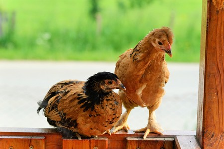 Two chickens sit on the fenceの写真素材