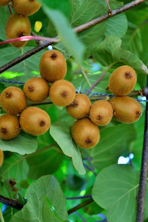 Kiwi vine. The kiwifruit, native to northern China, was first brought to and cultivated in New Zealand at the turn of the 20th century and was then known as the Chinese Gooseberryの写真素材