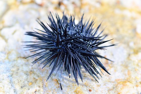 Sea urchin on a stoneの写真素材