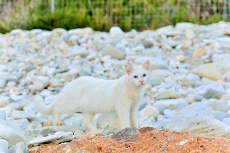 Greek white cat on white stones. The feline friends are all over Greece just waiting to snap up a tid-bit under the taverna table or find a shady spot to snooze all day...its a cat's life...の写真素材