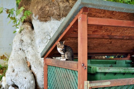 Greek cats. The feline friends are all over Greece just waiting to snap up a tid-bit under the taverna table or find a shady spot to snooze all day...its a cat's life...の写真素材