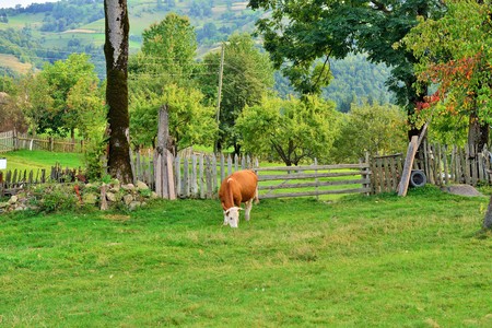 A cow grazing in the yard of a house in a mountain villageの写真素材