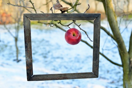 An apple in a old photo frameの写真素材