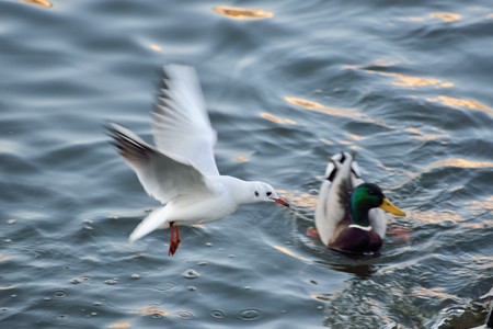 Ducks and gulls on the river in winterの写真素材