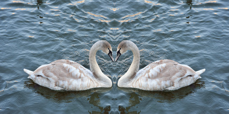 Swans forming a heart in the mirrorの写真素材