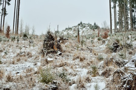 Exploitation of forests. The exploitation of natural resources is the use of natural resources for economic growth  sometimes with a negative connotation of accompanying environmental degradation.の写真素材