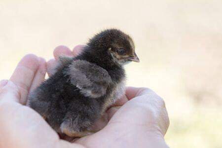 Baby chicken held in handの写真素材