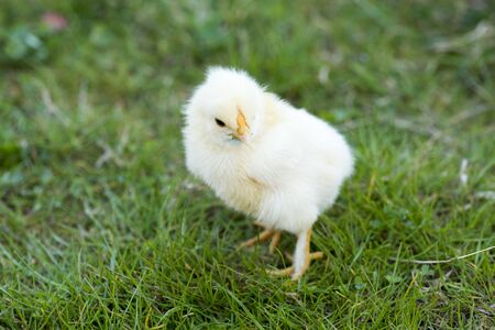 Baby chicken on grassの写真素材