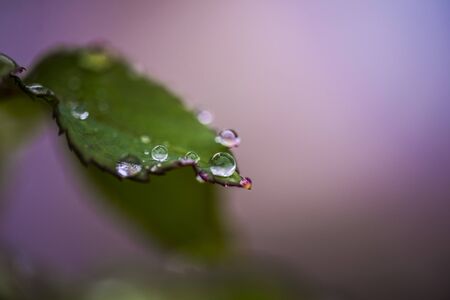 Magical rain drops of rose leavesの写真素材