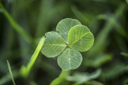 The four-leaf clover is a rare variation of the common three-leaf clover. According to tradition, such clovers bring good luck. Each leaf is believed to represent something: faith, hope, love and luckの写真素材