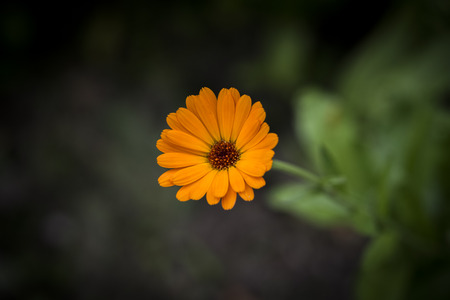 Calendula officinalis, marigold, is a plant in the genus Calendula of the family Asteraceae. It is probably native to southern Europe, though its long history of cultivation makes its origin unknown,の写真素材
