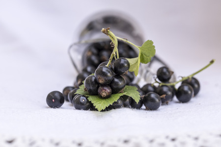 The blackcurrant (Ribes nigrum) is a woody shrub in the family Grossulariaceae grown for its piquant...