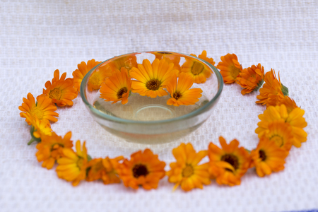 The marigold is known for its bright orange colored flowers as well as its numerous medicinal propertiesの写真素材