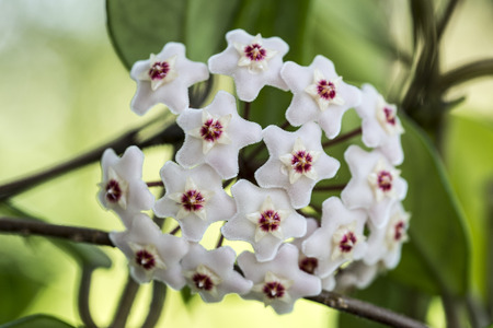 Hoya carnosa, the porcelainflower or wax plant, is an Asclepiad species in the dogbane family.It is one of the many species of Hoya that are native to Eastern Asia and Australia.の写真素材