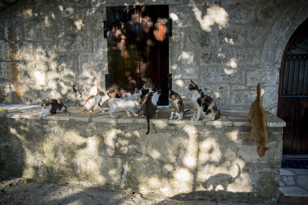 Greek cats from Lefkada island. The feline friends are all over Greece just waiting to snap up a tid-bit under the taverna table or find a shady spot to snooze all day...its a cat's life...の写真素材
