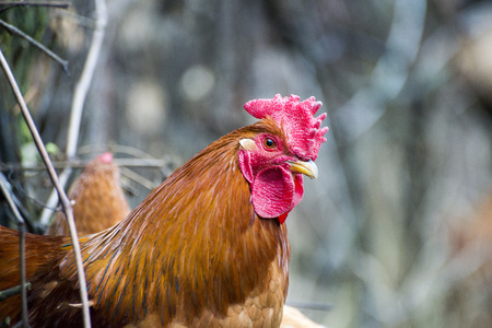 Rooster raised an a organic farmの写真素材