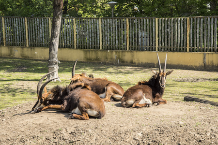 The sable antelope (Hippotragus niger) is an antelope which inhabits wooded savannah in East Africa south of Kenya, and in Southern Africaの写真素材