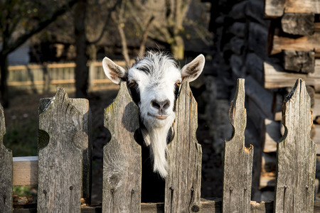 A very nice and funny goat who looks through the fenceの写真素材