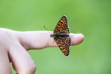 A butterfly named Melitaea phoebe sitting on a boy's finger. The largest Melitaea of the Old World, at least certain of its formsの写真素材