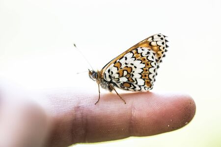 A butterfly named Melitaea phoebe sitting on a boy's finger. The largest Melitaea of the Old World, at least certain of its formsの写真素材