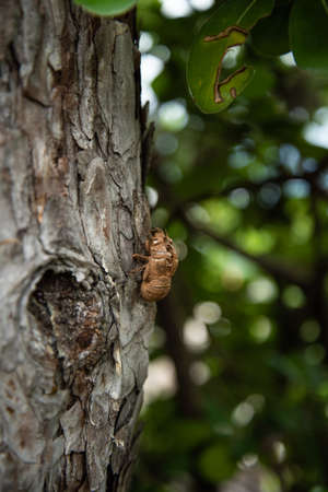 Cicada cast skin or exuviae after the adult cicada has left, from Silo, Krk, Croatia. Summer in Croatian coast is known for the cicadas soundsの写真素材