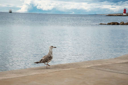 A seagull walking gracefully on the seafront and in the distance a ship and a lighthouseの写真素材