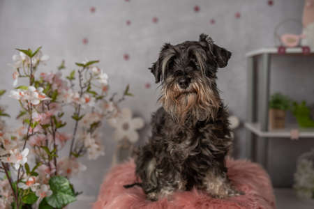 Miniature Schnauzer very cute and obedient in a spring setting at a photo shoot in the photo studioの写真素材
