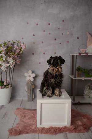 Miniature Schnauzer very cute and obedient in a spring setting at a photo shoot in the photo studioの写真素材