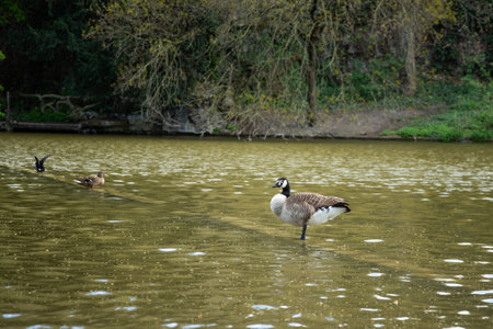 Geese swimming on a lake in a park in London.の写真素材