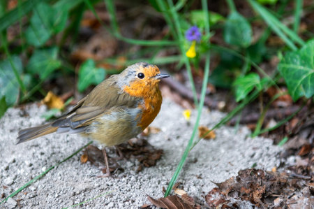 A European robin (Erithacus rubecula) perched on the ground,  is a small insectivorous passerine bird that belongs to the chat subfamily of the Old World flycatcher family.の写真素材