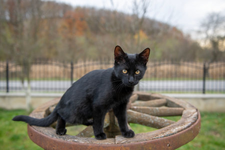 Black cat sitting on a wooden wheel in the garden. Selective focus.の写真素材