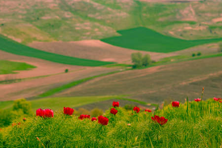 Landscape photography in country side with red peony flowers in the foreground and agricultural fields on a hill in the background.の素材 [FY310187655744]