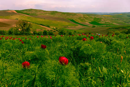 Landscape photography in country side with red peony flowers in the foreground and agricultural fields on a hill in the background.の写真素材