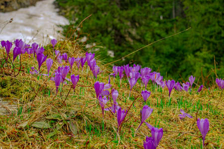 Close up photography of crocus flowers in full bloom. Photo was taken with selective focus. Blooming crocuses on a meadow in spring seasonの写真素材