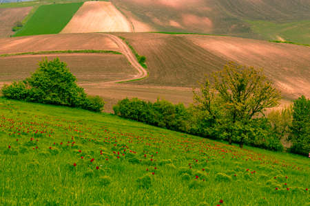 Landscape photography in country side with red peony flowers in the foreground and agricultural fields on a hill in the background.の写真素材