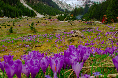 Close up photography of crocus flowers in full bloom. Photo was taken with selective focus. Blooming crocuses on a meadow in spring seasonの写真素材