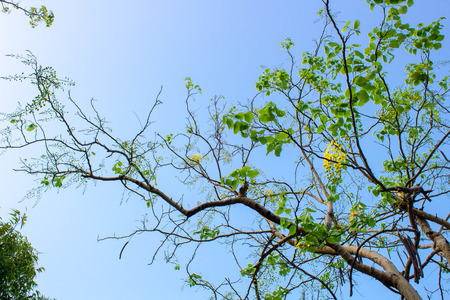 green of tree