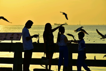 fitting seagull beside the seaの素材