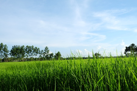 Landscape view of a grasslandの写真素材