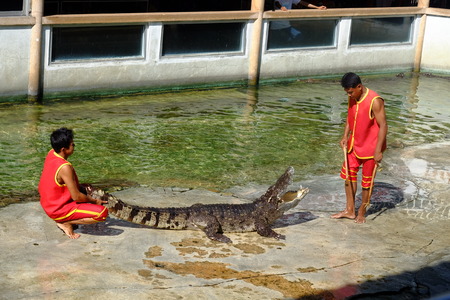 SAMUTPRAKARN,THAILAND - 25 DECEMBER 2016: It is crocodile show at farm on 25 December 2016 in Samutprakarn,Thailand. This is show from tourist and people Thailand.のeditorial素材