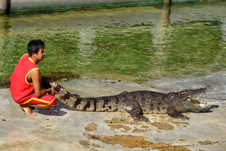 SAMUTPRAKARN,THAILAND - 25 DECEMBER 2016: It is crocodile show at farm on 25 December 2016 in Samutprakarn,Thailand. This is show from tourist and people Thailand.のeditorial素材