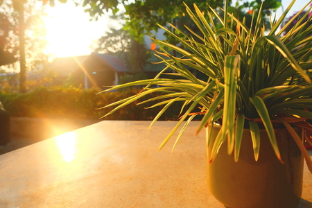 Flowerpot in the morning. flower on my table. the sun on the roof.の写真素材