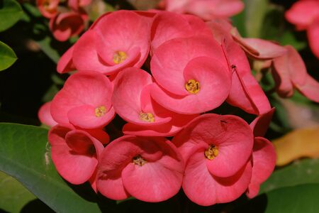 Pink flower in garden on summer.の写真素材