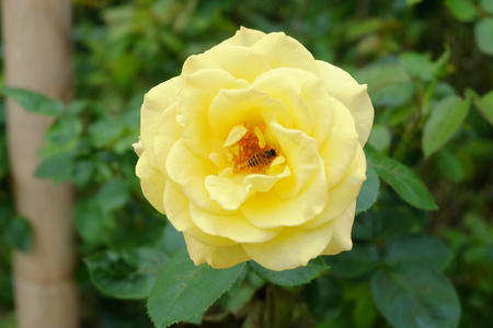 yellow rose  in green garden. On summer the rose is boom.の写真素材
