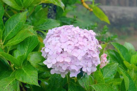 White flower in garden on summer.の写真素材
