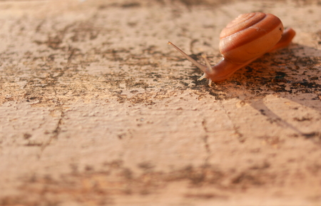 In the morning snail walk on the background.の写真素材