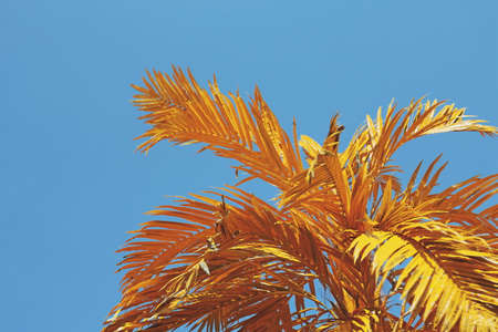 yellow tree under sky. a tree hand made for plastic.の写真素材