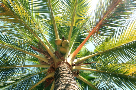 under coconut tree in summer. In summer coconut tree under blue sky.の写真素材
