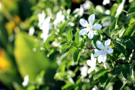 Close up White garden Jasmine flowers, Jasmine on background.A flower is bloom in my...
